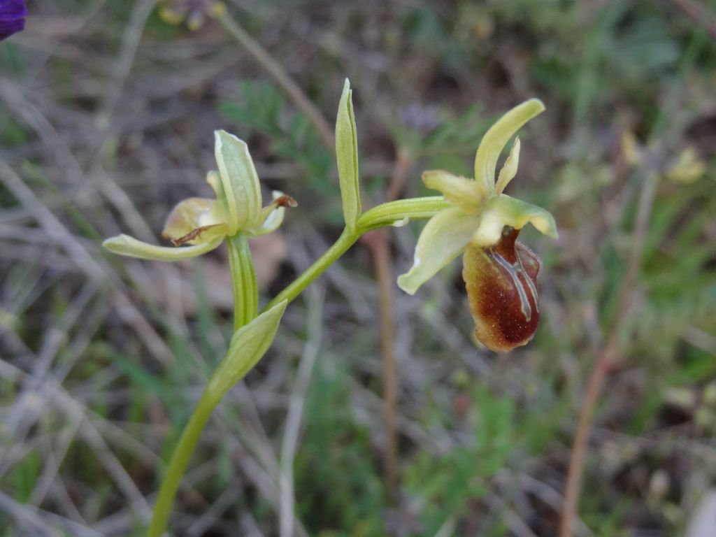 Ophrys ...